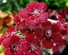 Streptocarpus DS-STRAWBERRY - DS-ZEMLYANIKA